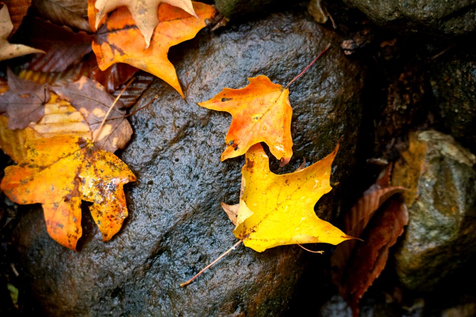 Free stock photo of foliage, maple, nature