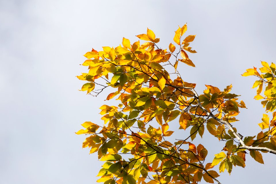 Free stock photo of clouds, foliage, nature