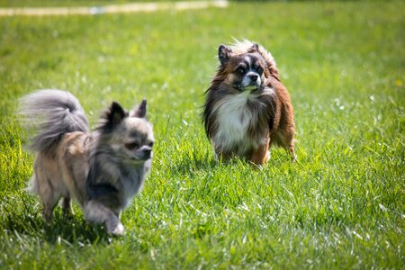 Small small dog pet