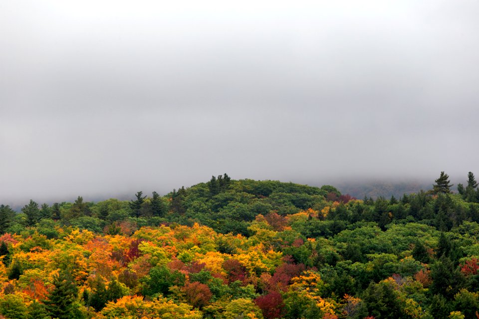 Aerial Photography of Trees during Foggy Daytime