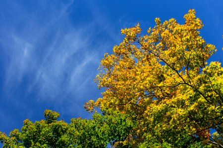 Free stock photo of clouds, foliage, nature