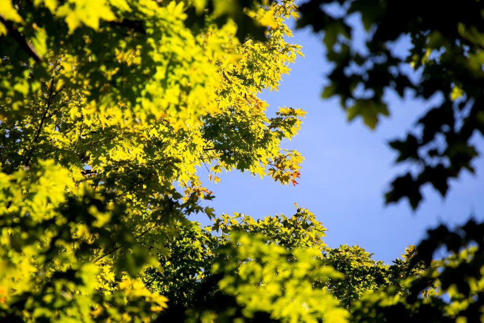 Free stock photo of foliage, nature, sky
