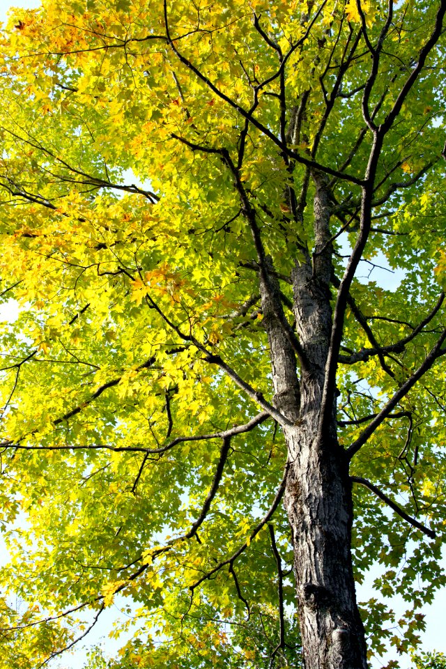 Free stock photo of foliage, maple, nature