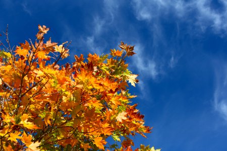 Free stock photo of clouds, foliage, maple