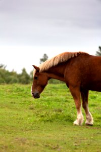 Free stock photo of animals, grass, horse