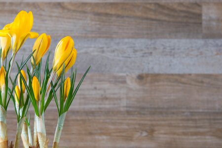 Yellow flowers yellow spring flower photo