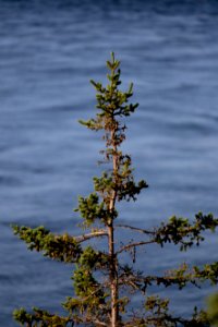 Free stock photo of nature, ocean, trees