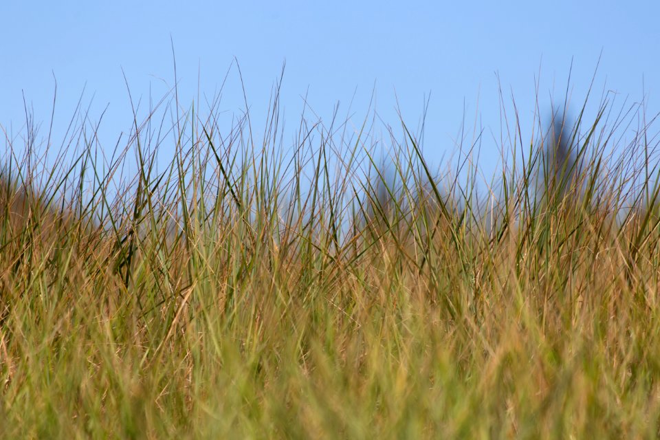 Free stock photo of grass, nature, sky