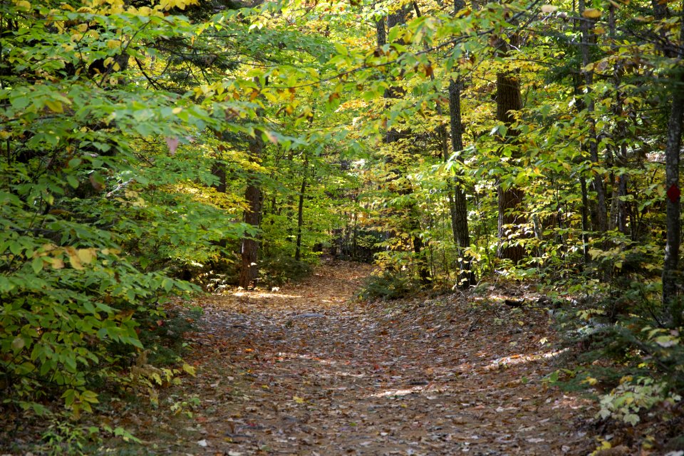 Free stock photo of foliage, forest, nature