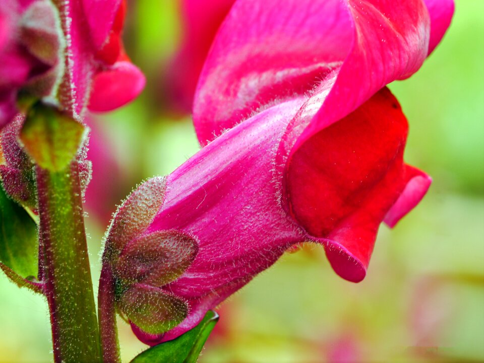 Red violet antirrhinum