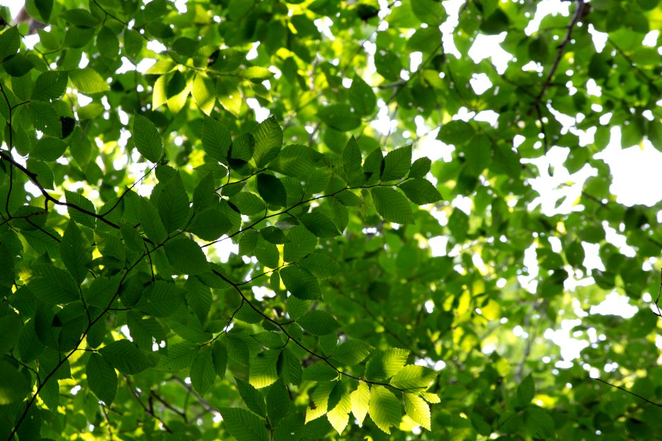 Free stock photo of forest, nature, summer