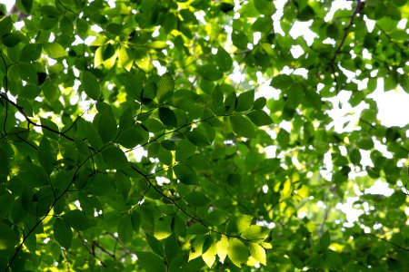 Free stock photo of forest, nature, summer