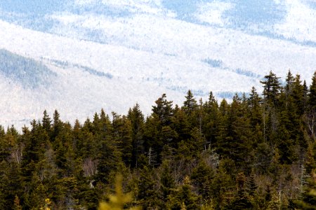 Free stock photo of forest, landscape, mountains photo