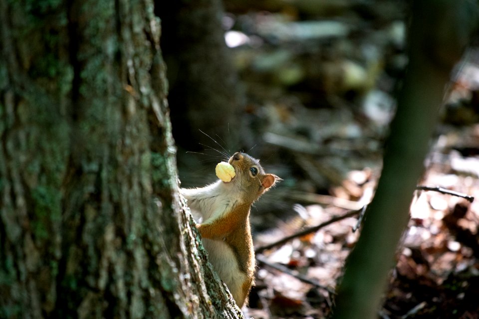 Close-Up Photo a Squirrel photo