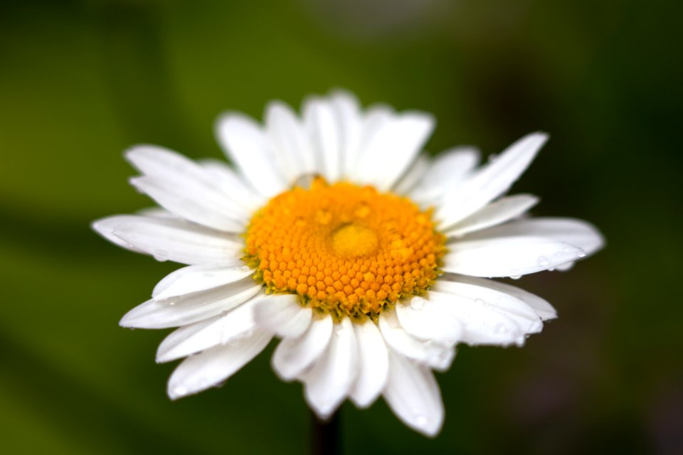 Free stock photo of macro, nature, plants