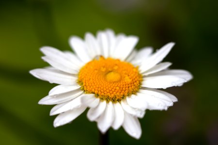 Free stock photo of macro, nature, plants