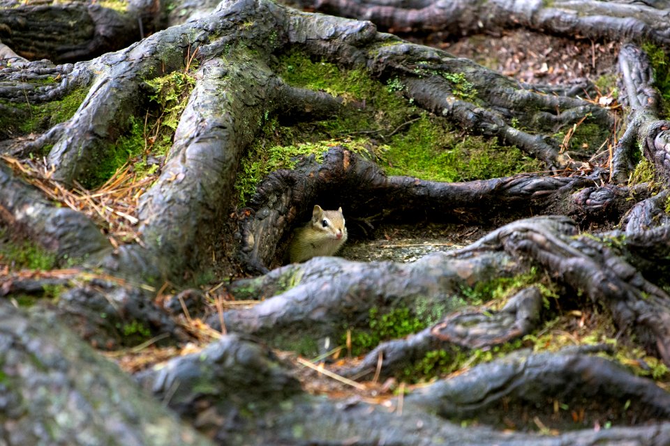 Free stock photo of animals, chipmunk, nature
