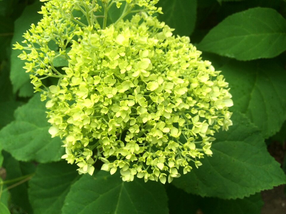 Garden green hydrangea