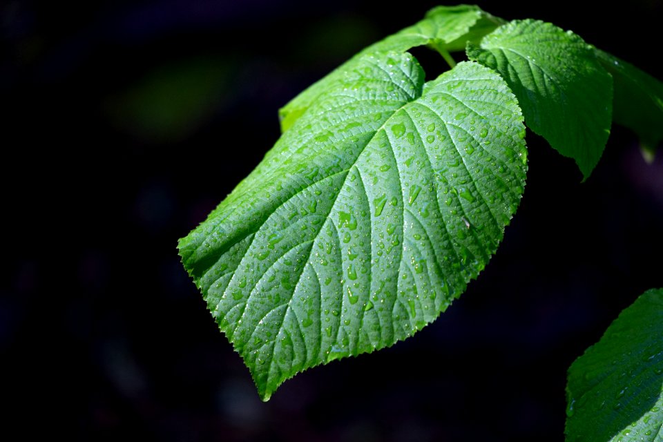 Free stock photo of nature, rain, trees