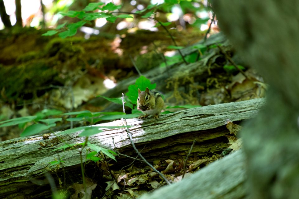 Free stock photo of animals, chipmunk, forest