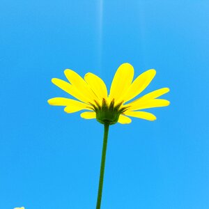 Daisy flower summer