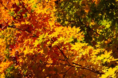 Free stock photo of foliage, forest, maple photo