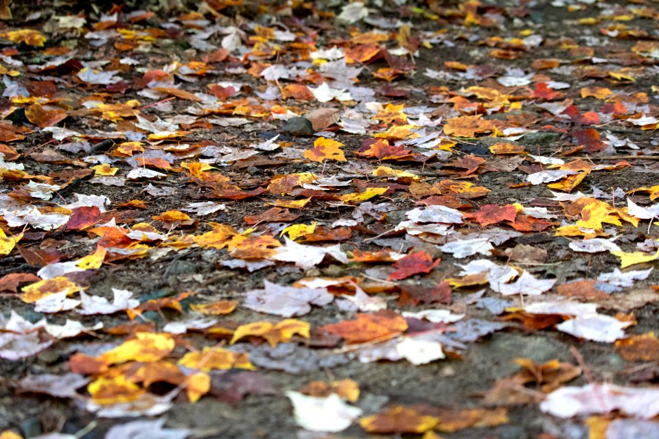 Free stock photo of foliage, nature