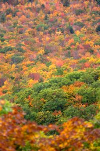 Free stock photo of foliage, forest, landscape photo