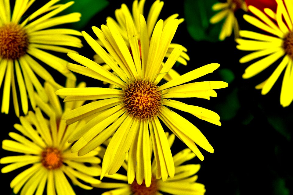 Yellow flower blossom bloom