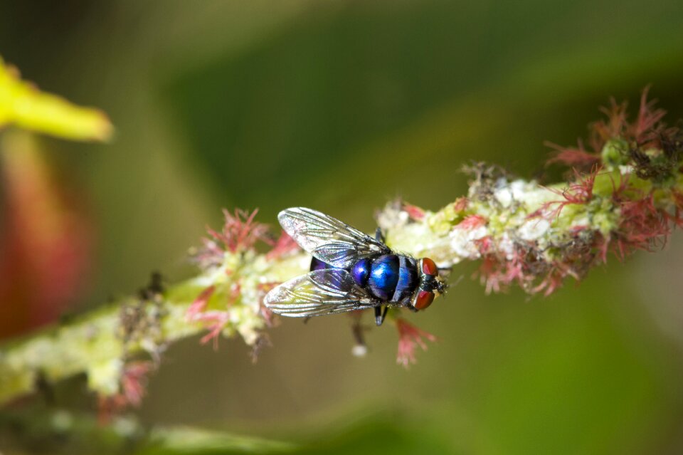 Old flower wilted fly