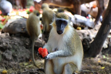Monkey watermelon wildlife