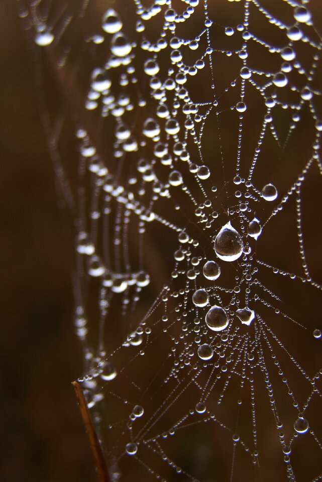 Rosa spider nature