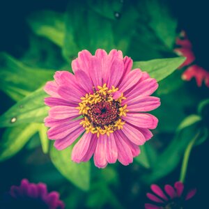 Background floral pink