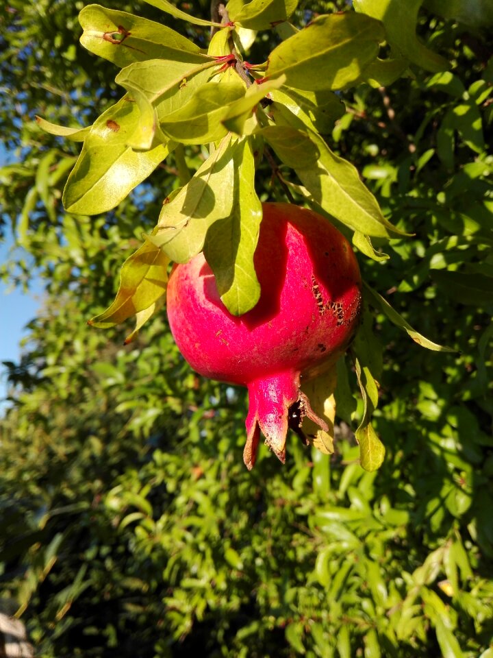 Nature food plant