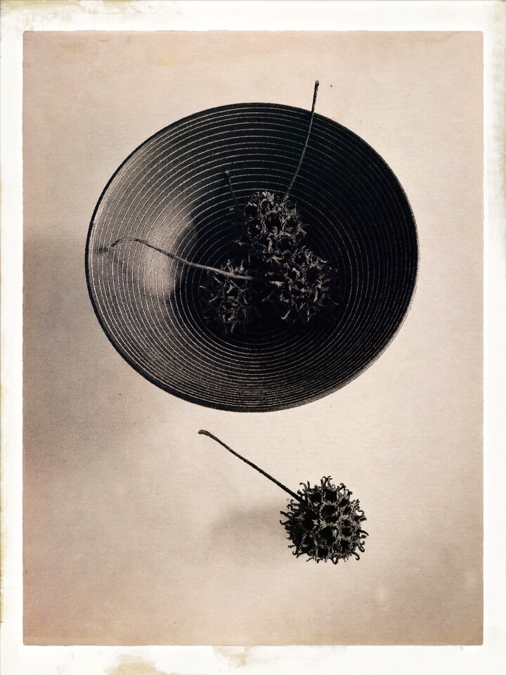 Bowl tone plant
