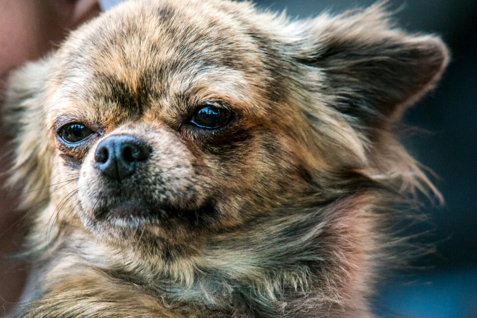 Small small dog pet