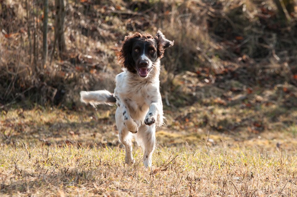 Spaniel movement attention photo