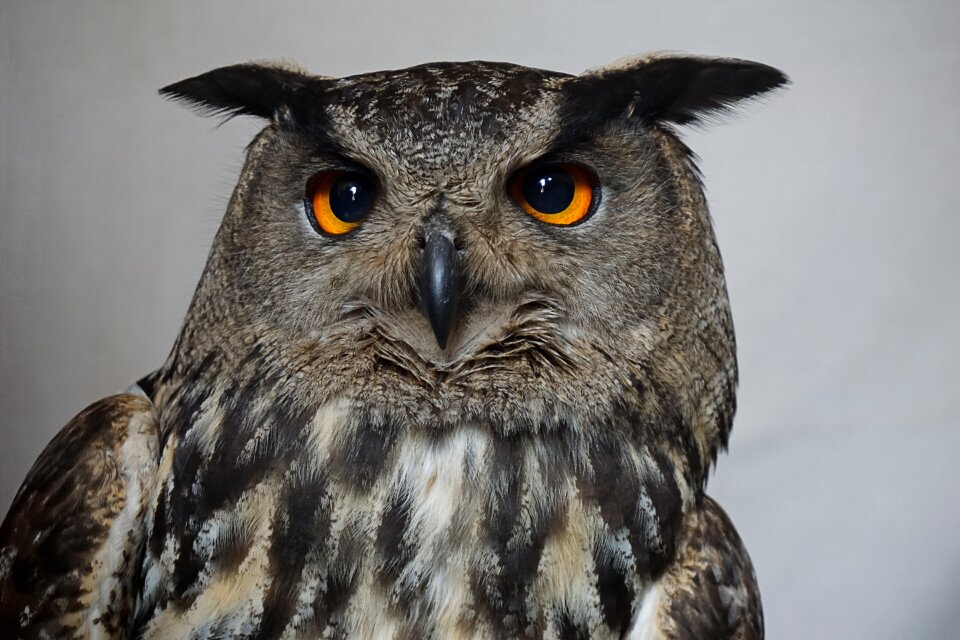 Eagle owl bird plumage