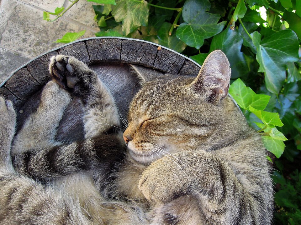 Domestic cat pets sleep
