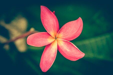Flower background floral