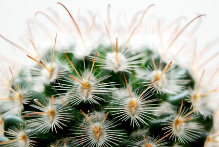 Desert thorny green