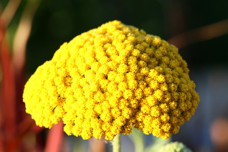 Blossom bloom yellow yarrow