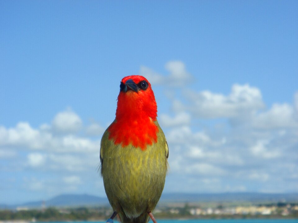 Nature animal wildlife