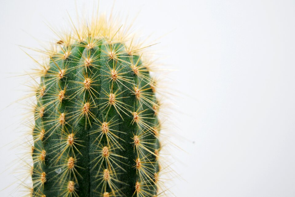 Thorny nature desert