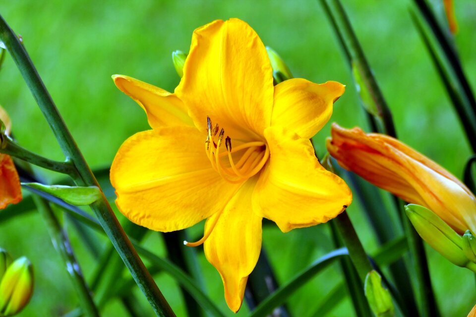 Blossom bloom yellow