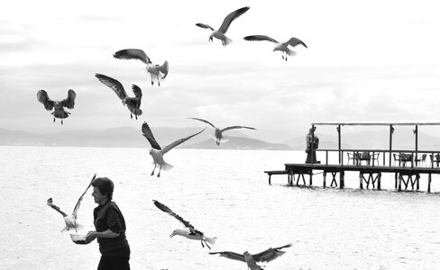 Bird holiday ocean