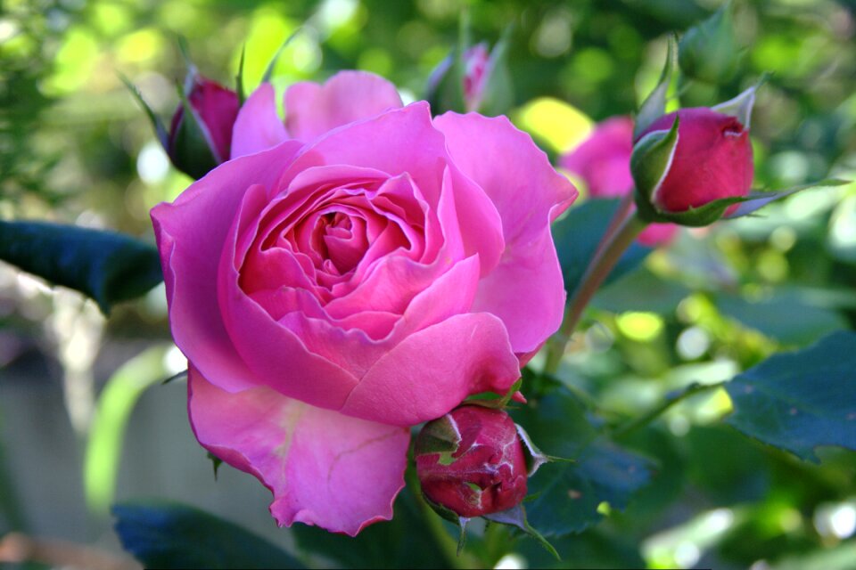 Blossom bloom plant