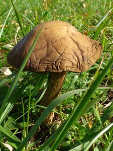 Mushroom autumn meadow