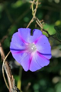 Purple wild weed photo