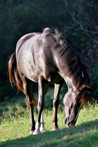 Grass eating tail photo